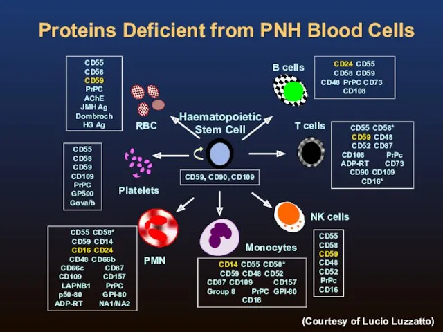 Proteins Deficient from PNH Blood Cells CD59, CD90, CD109 CD55