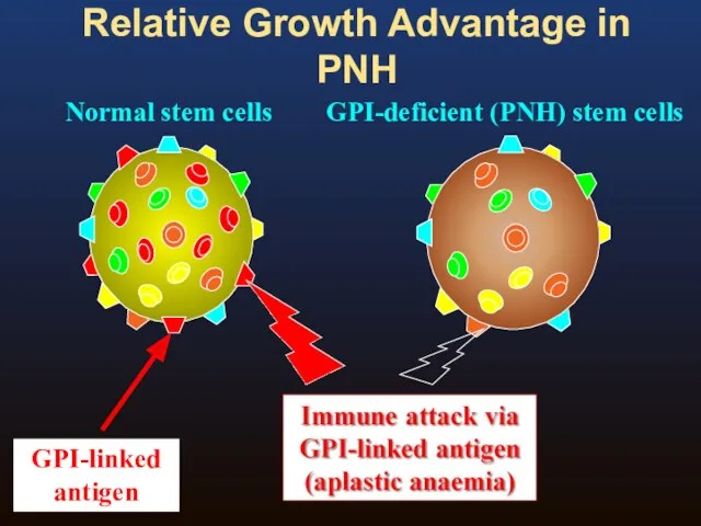 Relative Growth Advantage in PNH Normal stem cells GPI-deficient (PNH) stem cells