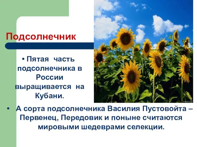 Подсолнечник Пятая часть подсолнечника в России выращивается на Кубани. А сорта подсолнечника Василия