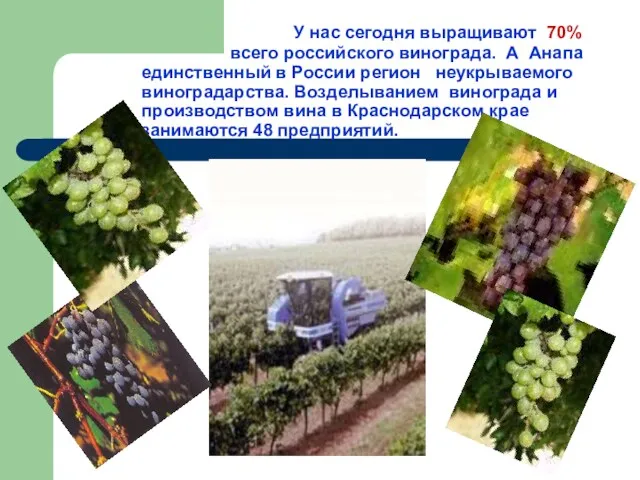 У нас сегодня выращивают 70% всего российского винограда. А Анапа единственный в России