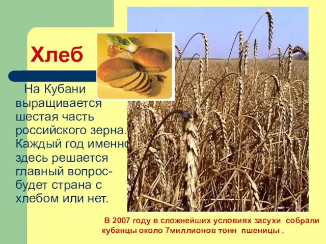 Хлеб На Кубани выращивается шестая часть российского зерна. Каждый год именно здесь решается