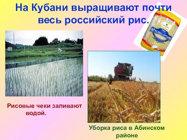 На Кубани выращивают почти весь российский рис. Рисовые чеки заливают водой. Уборка риса в Абинском районе