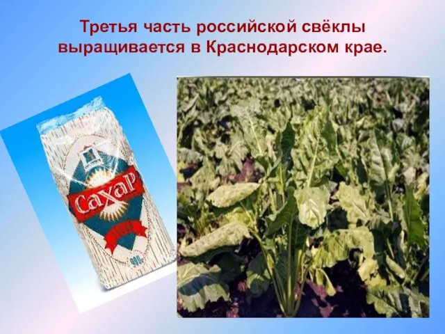 Третья часть российской свёклы выращивается в Краснодарском крае.