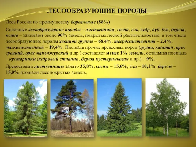 ЛЕСООБРАЗУЮЩИЕ ПОРОДЫ Леса России по преимуществу бореальные (88%) Основные лесообразующие