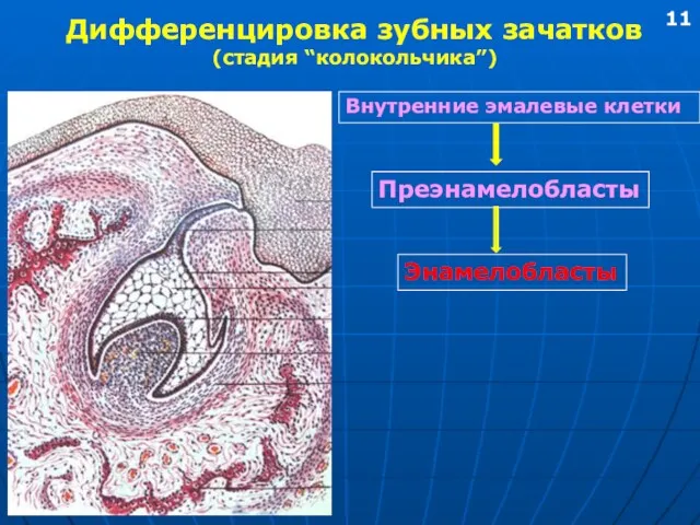 Дифференцировка зубных зачатков (стадия “колокольчика”) Внутренние эмалевые клетки Преэнамелобласты Энамелобласты 11