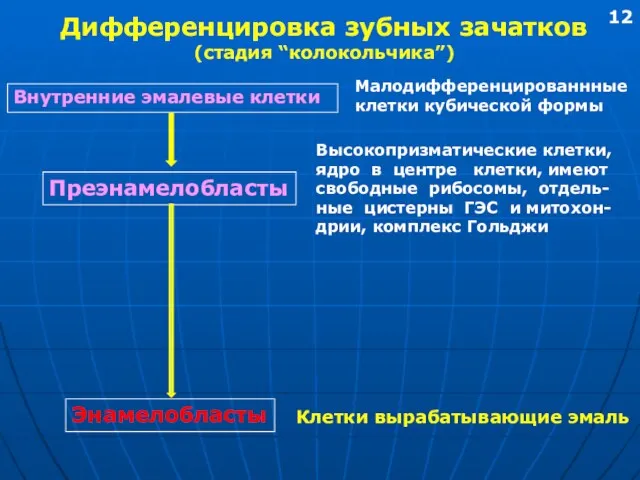 Дифференцировка зубных зачатков (стадия “колокольчика”) Внутренние эмалевые клетки Преэнамелобласты Энамелобласты