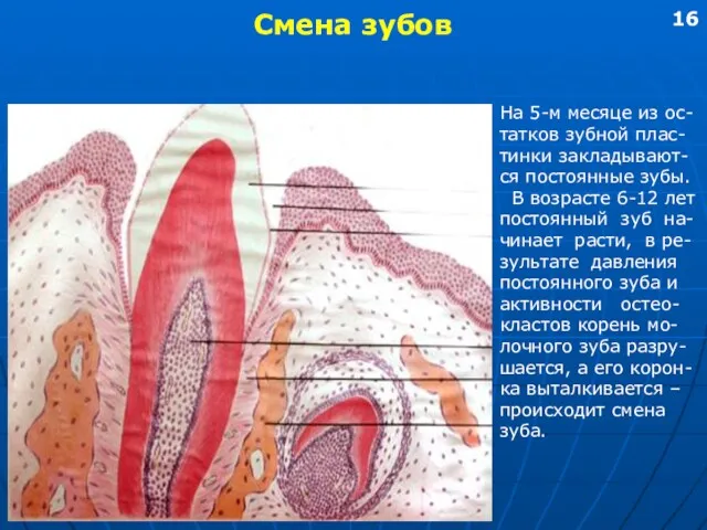 Смена зубов На 5-м месяце из ос- татков зубной плас-