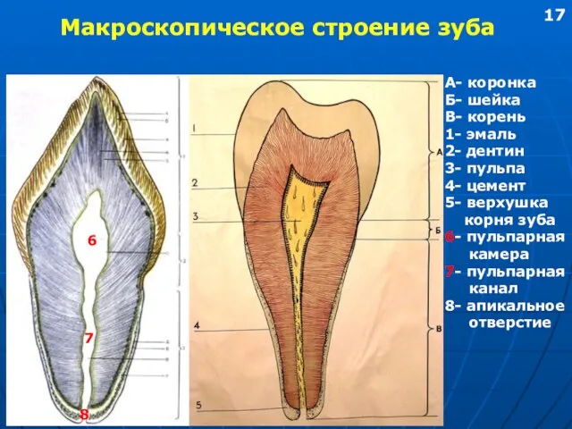 Макроскопическое строение зуба А- коронка Б- шейка В- корень 1-