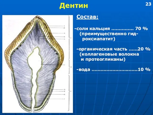 Дентин Состав: соли кальция …………… 70 % (преимущественно гид- роксиапатит)