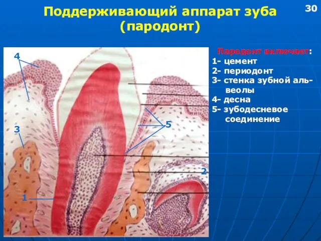 Поддерживающий аппарат зуба (пародонт) Пародонт включает: 1- цемент 2- периодонт