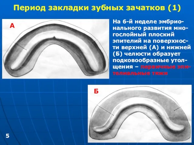 Период закладки зубных зачатков (1) На 6-й неделе эмбрио- нального