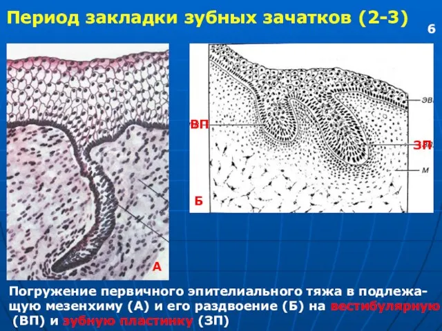 Период закладки зубных зачатков (2-3) Погружение первичного эпителиального тяжа в