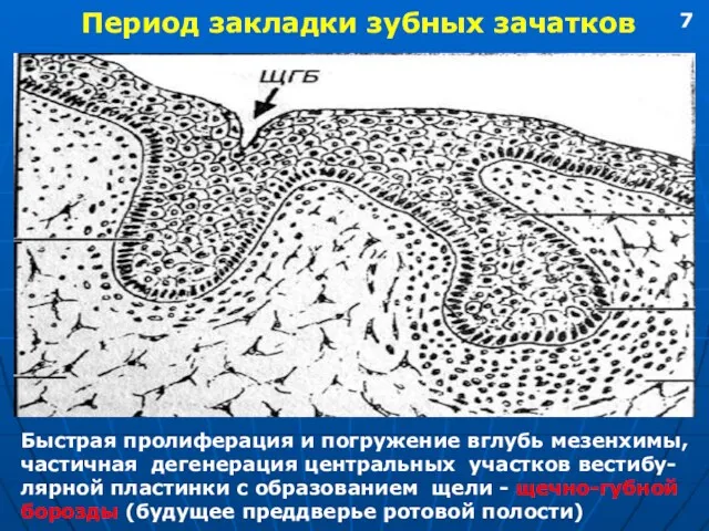 Период закладки зубных зачатков Быстрая пролиферация и погружение вглубь мезенхимы,