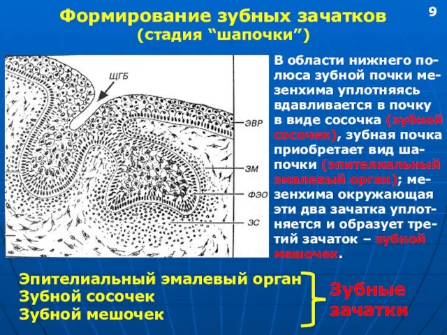 Формирование зубных зачатков (стадия “шапочки”) В области нижнего по- люса