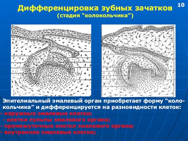 Дифференцировка зубных зачатков (стадия “колокольчика”) Эпителиальный эмалевый орган приобретает форму