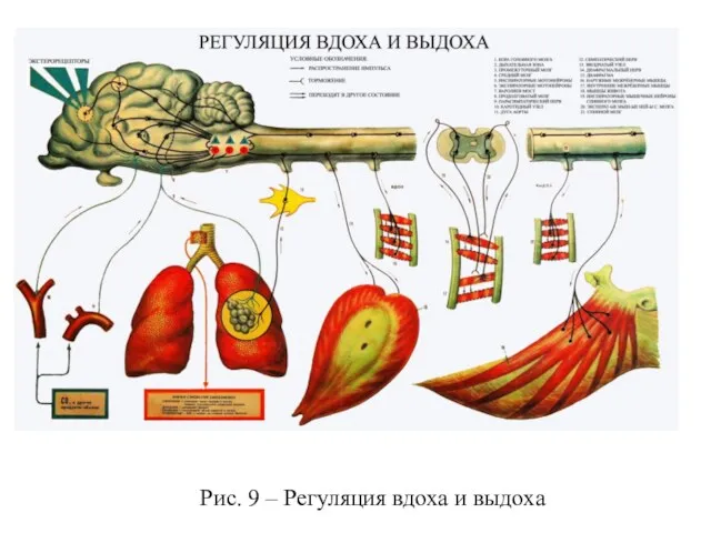 Рис. 9 – Регуляция вдоха и выдоха