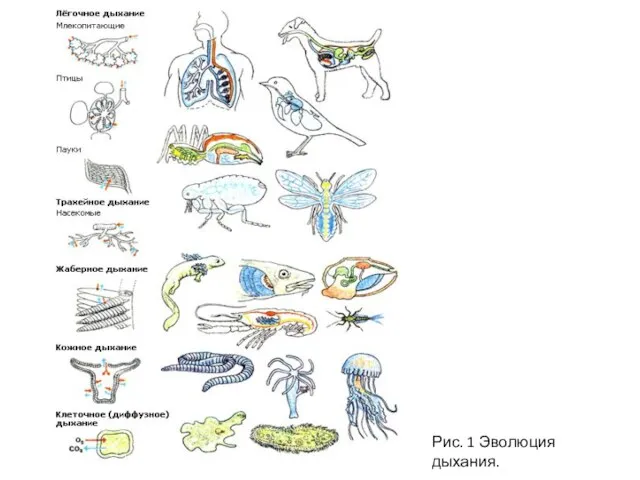 Рис. 1 Эволюция дыхания.