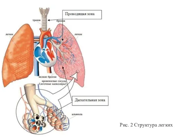 Рис. 2 Структура легких