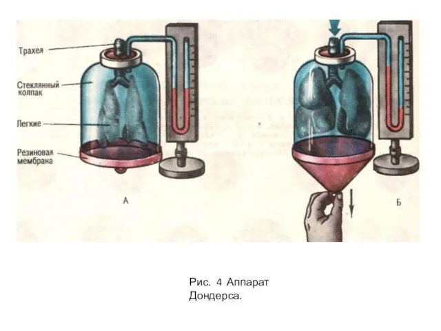 Рис. 4 Аппарат Дондерса.