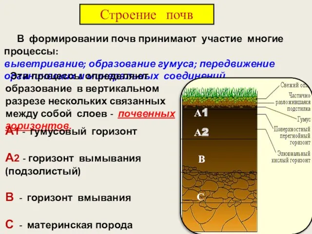 Строение почв В формировании почв принимают участие многие процессы: выветривание;