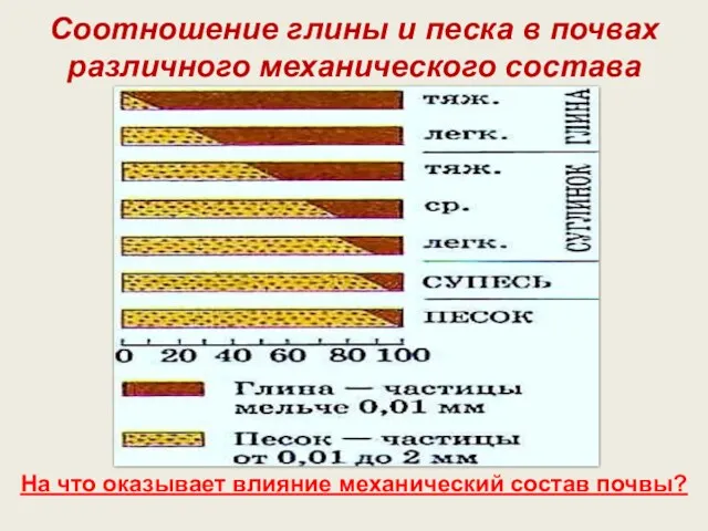 Соотношение глины и песка в почвах различного механического состава На что оказывает влияние механический состав почвы?