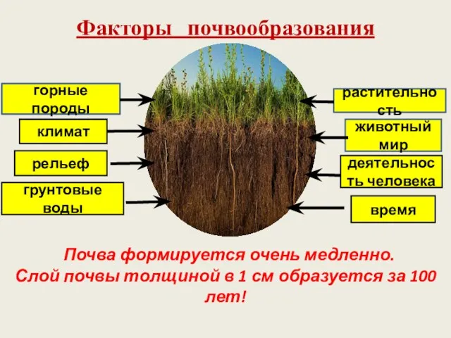 Факторы почвообразования горные породы грунтовые воды климат рельеф время деятельность