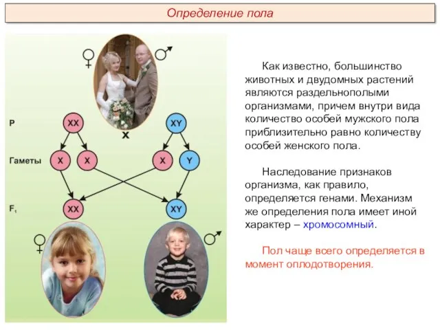 Как известно, большинство животных и двудомных растений являются раздельнополыми организмами,