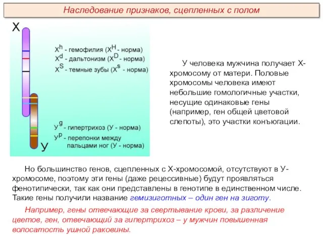 У человека мужчина получает Х-хромосому от матери. Половые хромосомы человека