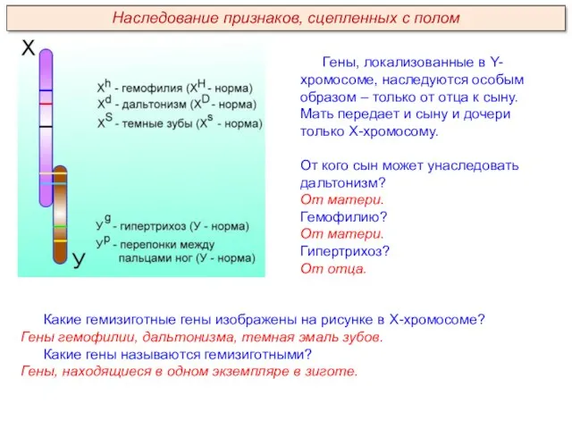 Гены, локализованные в Y-хромосоме, наследуются особым образом – только от