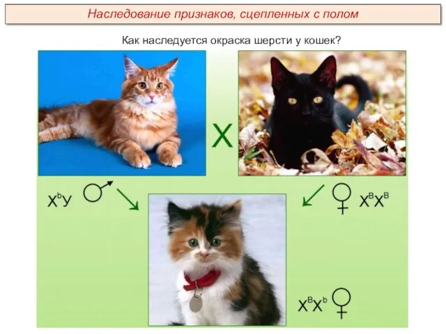 Как наследуется окраска шерсти у кошек? Наследование признаков, сцепленных с полом