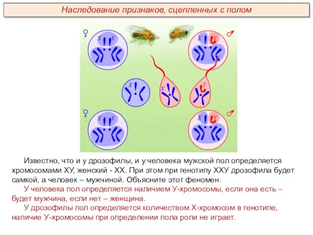 Известно, что и у дрозофилы, и у человека мужской пол