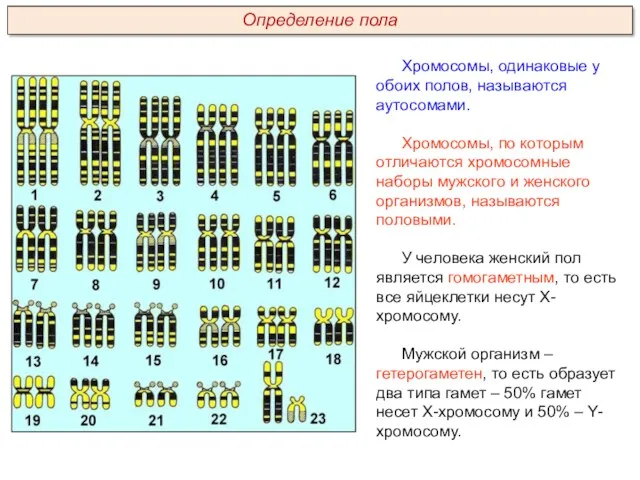 Хромосомы, одинаковые у обоих полов, называются аутосомами. Хромосомы, по которым