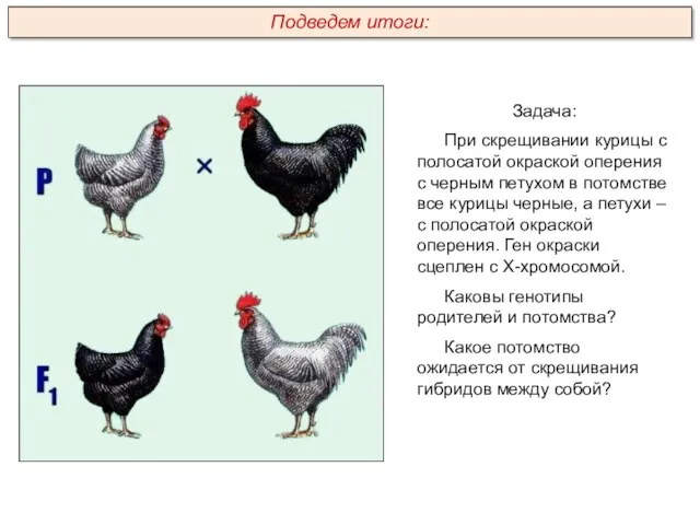 Задача: При скрещивании курицы с полосатой окраской оперения с черным