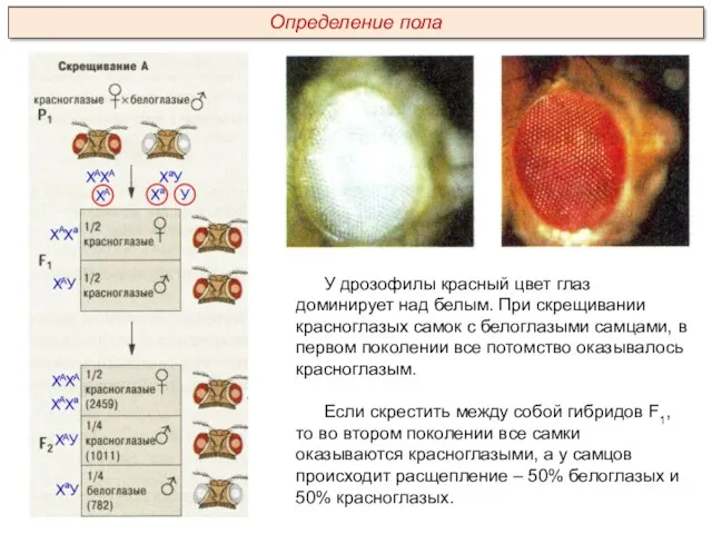 У дрозофилы красный цвет глаз доминирует над белым. При скрещивании