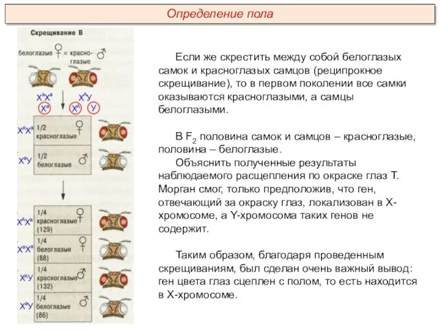 Если же скрестить между собой белоглазых самок и красноглазых самцов