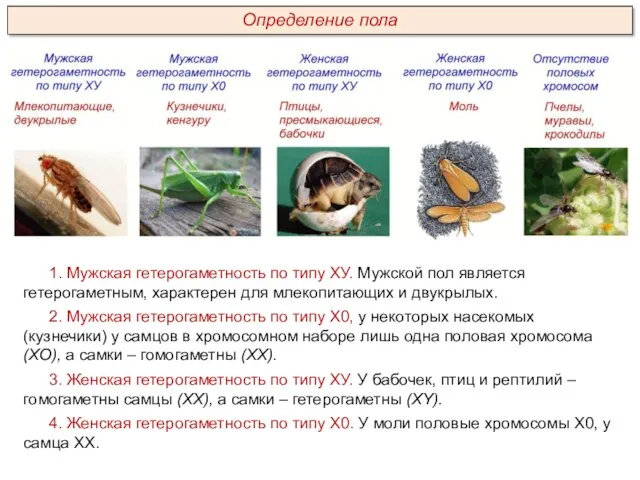 1. Мужская гетерогаметность по типу ХУ. Мужской пол является гетерогаметным,