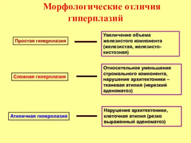 Морфологические отличия гиперплазий Простая гиперплазия Сложная гиперплазия Атипичная гиперплазия Увеличение