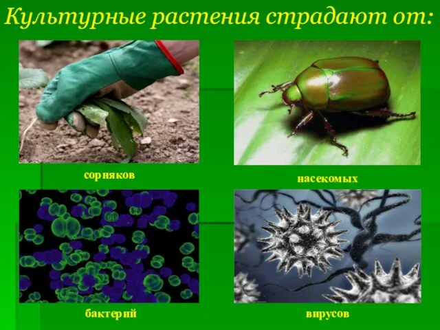 Культурные растения страдают от: сорняков насекомых бактерий вирусов