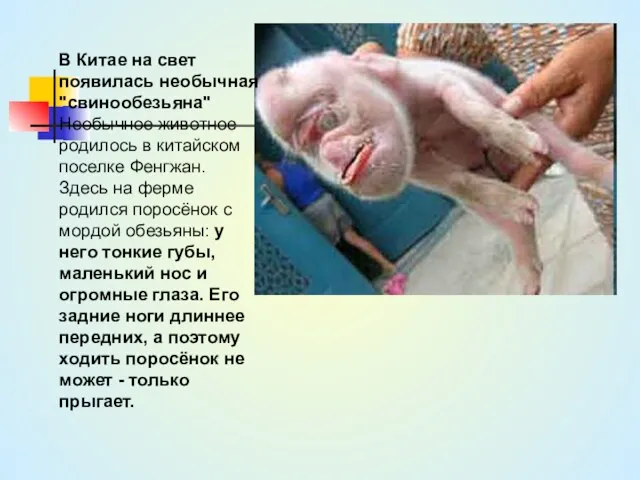 В Китае на свет появилась необычная "свинообезьяна" Необычное животное родилось в китайском поселке