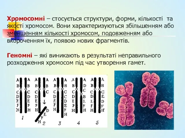 Хромосомні – стосується структури, форми, кількості та якості хромосом. Вони характеризуються збільшенням або