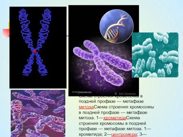 Схема строения хромосомы в поздней профазе — метафазе митозаСхема строения хромосомы в поздней