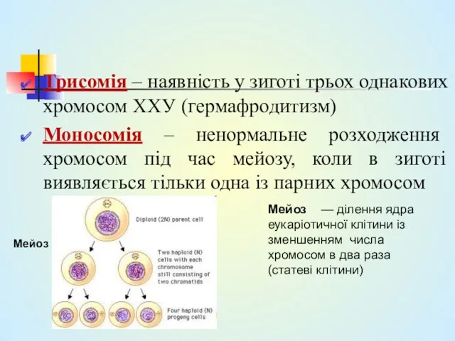 Трисомія – наявність у зиготі трьох однакових хромосом ХХУ (гермафродитизм) Моносомія – ненормальне