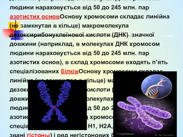 Основу хромосоми складає линійна (не замкнутая в кільце) макромолекула дезоксирибонуклеїнової кислоти (ДНКОснову хромосоми