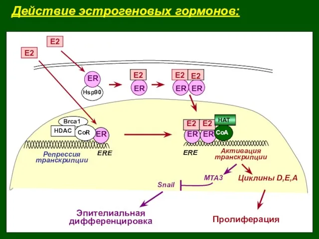 Действие эстрогеновых гормонов: Пролиферация Эпителиальная дифференцировка ER ER E2 ER