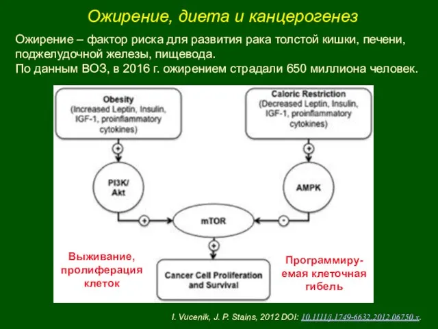 Ожирение, диета и канцерогенез Выживание, пролиферация клеток Программиру-емая клеточная гибель