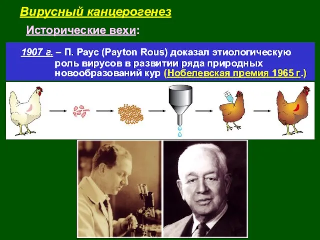 Вирусный канцерогенез Исторические вехи: 1907 г. – П. Раус (Payton