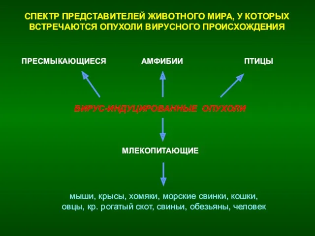 СПЕКТР ПРЕДСТАВИТЕЛЕЙ ЖИВОТНОГО МИРА, У КОТОРЫХ ВСТРЕЧАЮТСЯ ОПУХОЛИ ВИРУСНОГО ПРОИСХОЖДЕНИЯ ВИРУС-ИНДУЦИРОВАННЫЕ ОПУХОЛИ МЛЕКОПИТАЮЩИЕ ПРЕСМЫКАЮЩИЕСЯ АМФИБИИ ПТИЦЫ