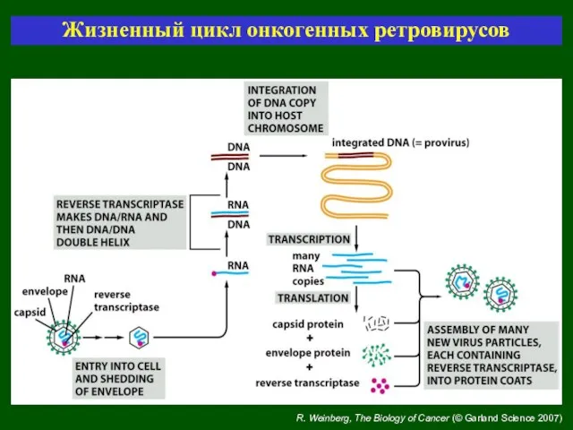 R. Weinberg, The Biology of Cancer (© Garland Science 2007) Жизненный цикл онкогенных ретровирусов