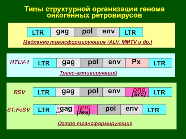 Типы структурной организации генома онкогенных ретровирусов onc (src) LTR LTR