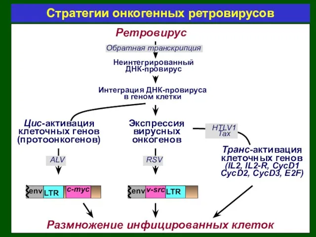 Ретровирус Неинтегрированный ДНК-провирус Интеграция ДНК-провируса в геном клетки Цис-активация клеточных